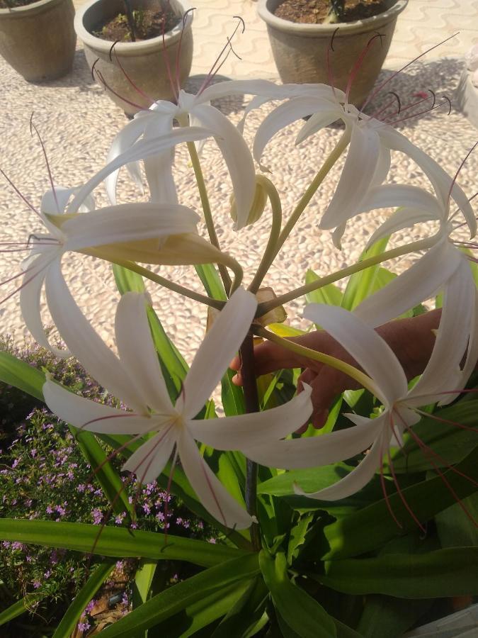 Flor De Mandacaru Inn Boqueirao (Paraiba)
